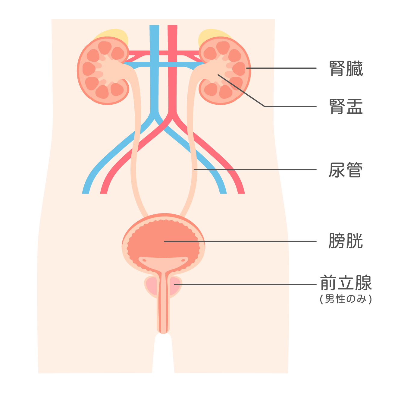 泌尿器領域の臓器図